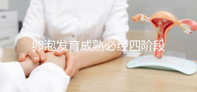 卵泡發(fā)育成熟必經(jīng)四階段，不同時(shí)期都可能出現(xiàn)閉鎖卵泡