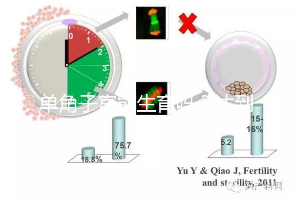 單角子宮能生育嗎？達到這4個條件即可懷孕生孩子