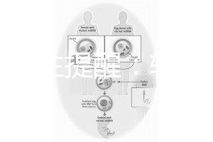 兒科醫(yī)生提醒：輪狀疫苗有不良反應，輕微表現(xiàn)持續(xù)時間短