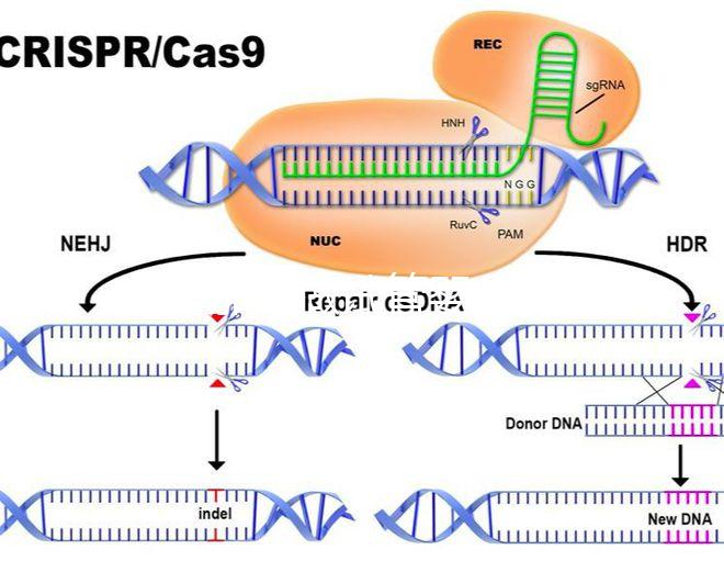 在新加坡做試管嬰兒要多少錢(qián)，和馬來(lái)西亞的價(jià)格差別不大