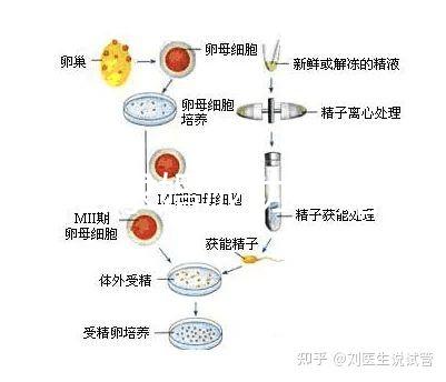 何猷君求婚成功！賭王四太回應“奚夢瑤懷孕”傳聞