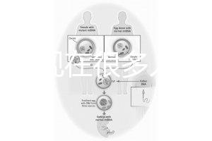 為什么現(xiàn)在很多人選擇用第三代試管嬰兒技術做試管嬰兒?