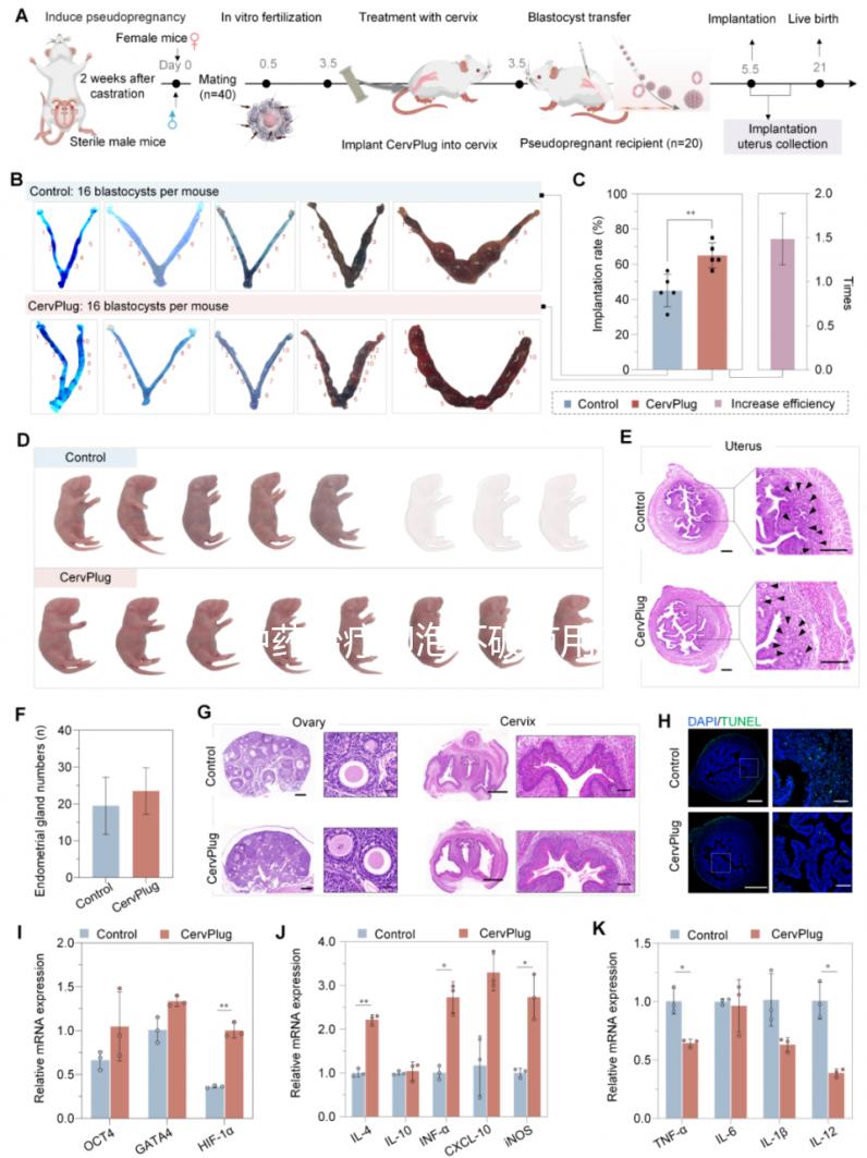 中藥治療卵泡不破有用嗎？卵泡不破中藥調理有效嗎？