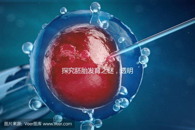 探究胚胎發(fā)育之謎，透明帶出現(xiàn)和消失時間有規(guī)律