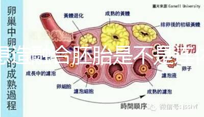 想造融合胚胎是不是連體嬰兒看這，容不容易雙胎一文講清