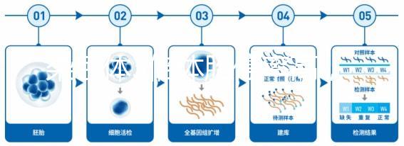 染色體3倍體胎停率高，治療首選三代試管