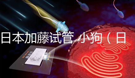 日本加藤試管 小狗（日本加藤試管 小狗能活多久）
