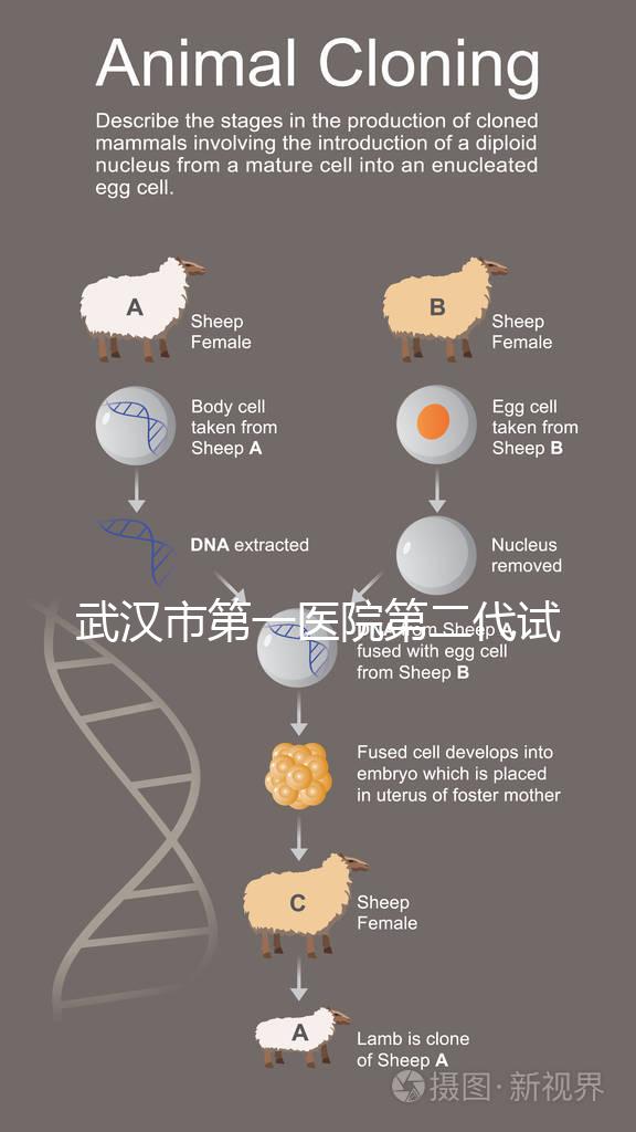 武漢市第一醫院第二代試管怎么樣？2024年助孕成功率數據公布