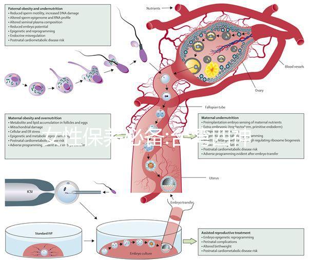 女性保養(yǎng)必備:臺(tái)灣四神四物湯功效與作用介紹