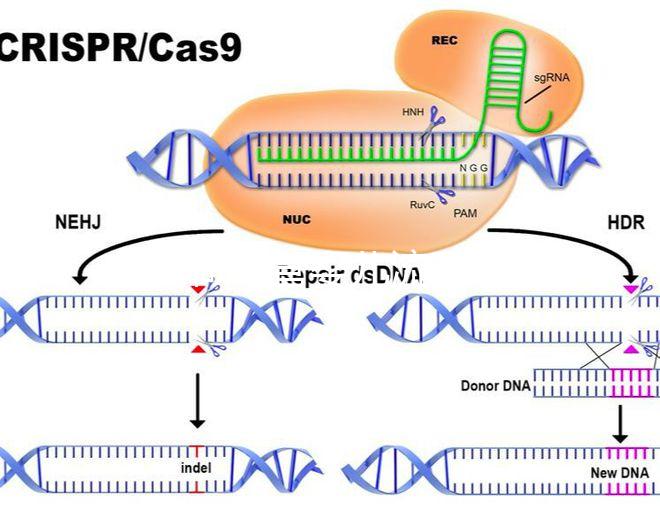 如何做試管嬰兒流程 好孕幫（做試管嬰兒怎么做？）