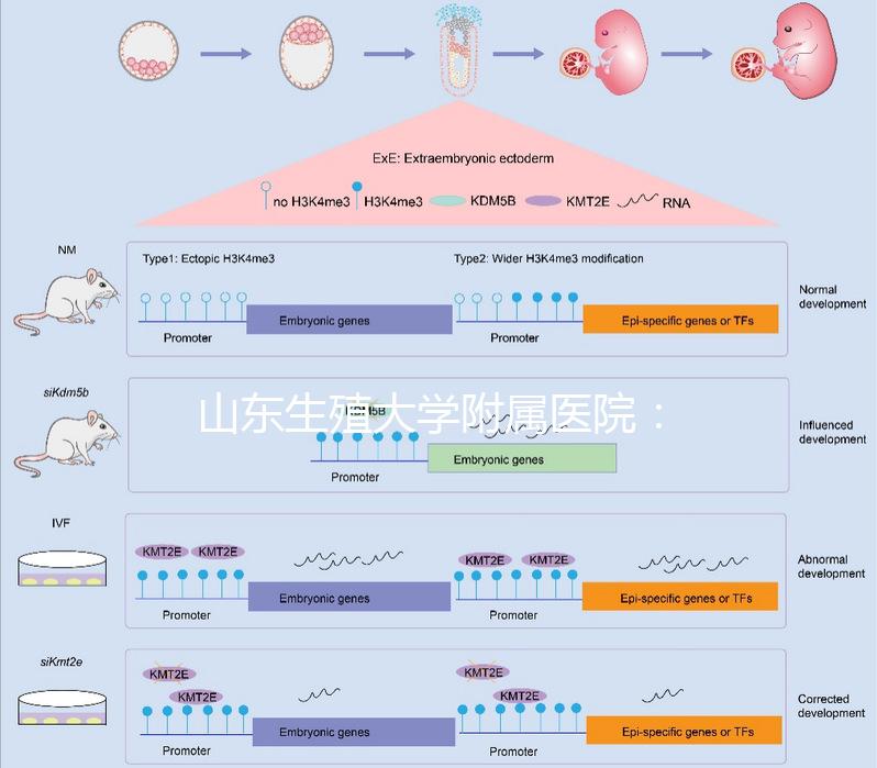 山東生殖大學(xué)附屬醫(yī)院：試管成功率高達(dá)55%的研究中心