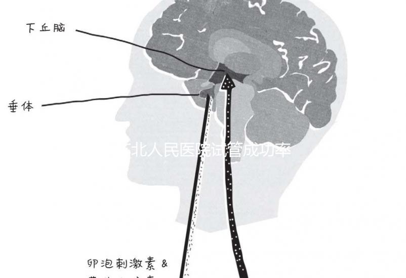 蘇北人民醫(yī)院試管成功率首次公開！3大案例分享助孕體驗(yàn)
