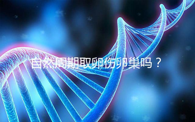 自然周期取卵傷卵巢嗎？對(duì)女性的這3大影響不能忽視