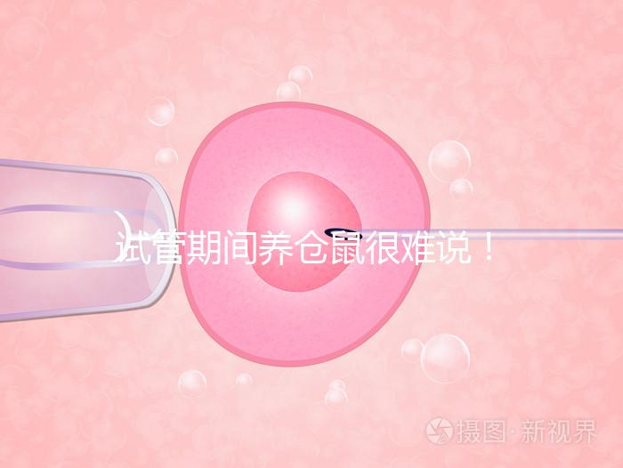 試管期間養倉鼠很難說！先了解對胎兒的影響再決定！