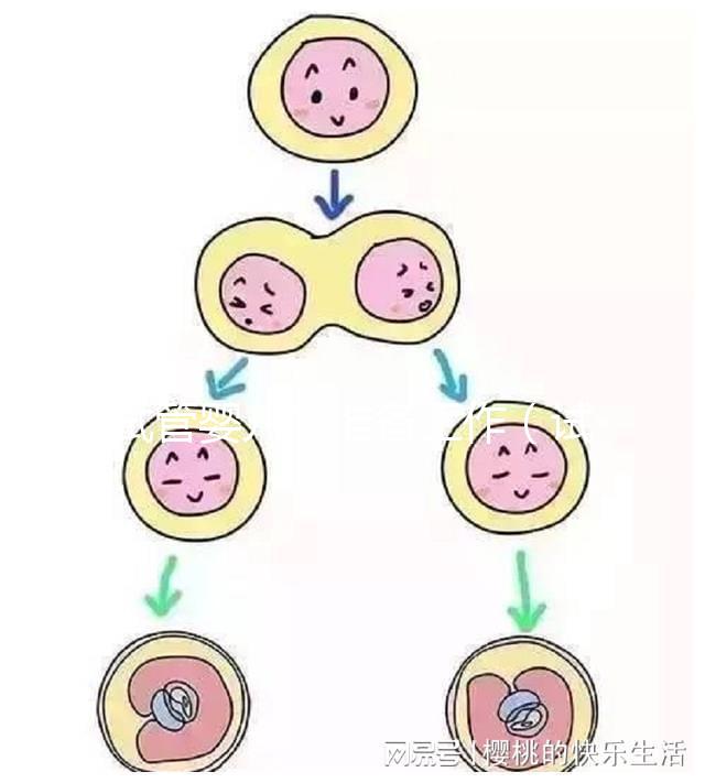 試管嬰兒的準備工作(試管嬰兒的準備工作有哪些)