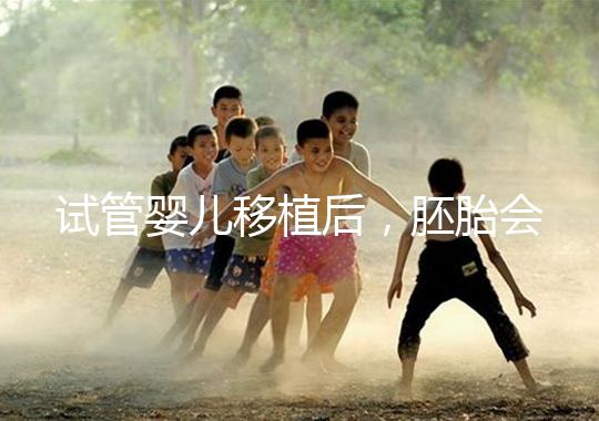 試管嬰兒移植后，胚胎會(huì)在子宮中經(jīng)歷哪些變化？