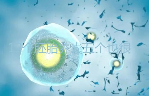 12個(gè)胚胎養(yǎng)囊五個(gè)也很正常，看完成功率就知所言非虛